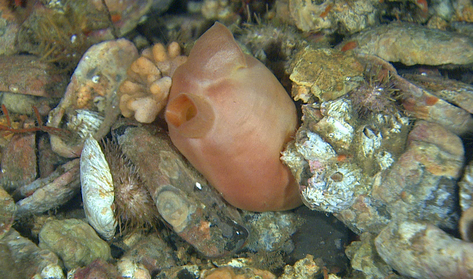 : Halocynthia pyriformis.