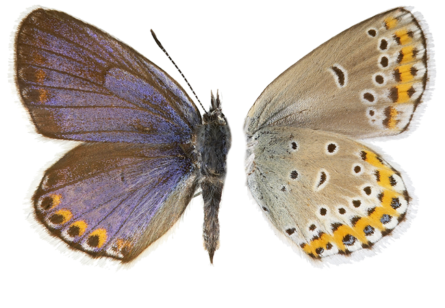 : Plebejus argyrognomon.