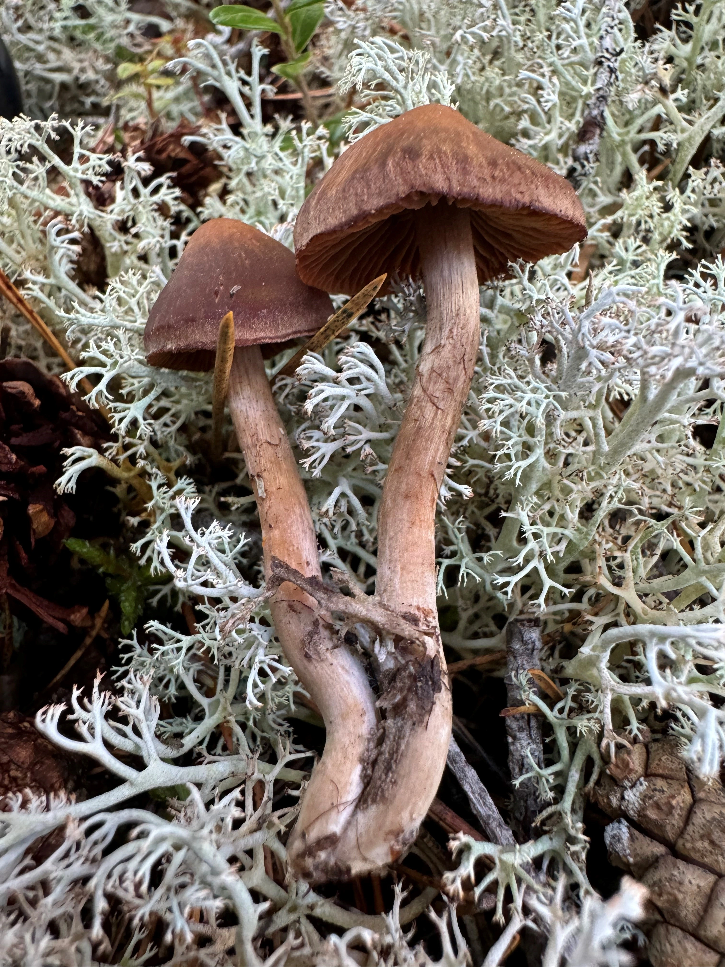 : Cortinarius coleoptera.