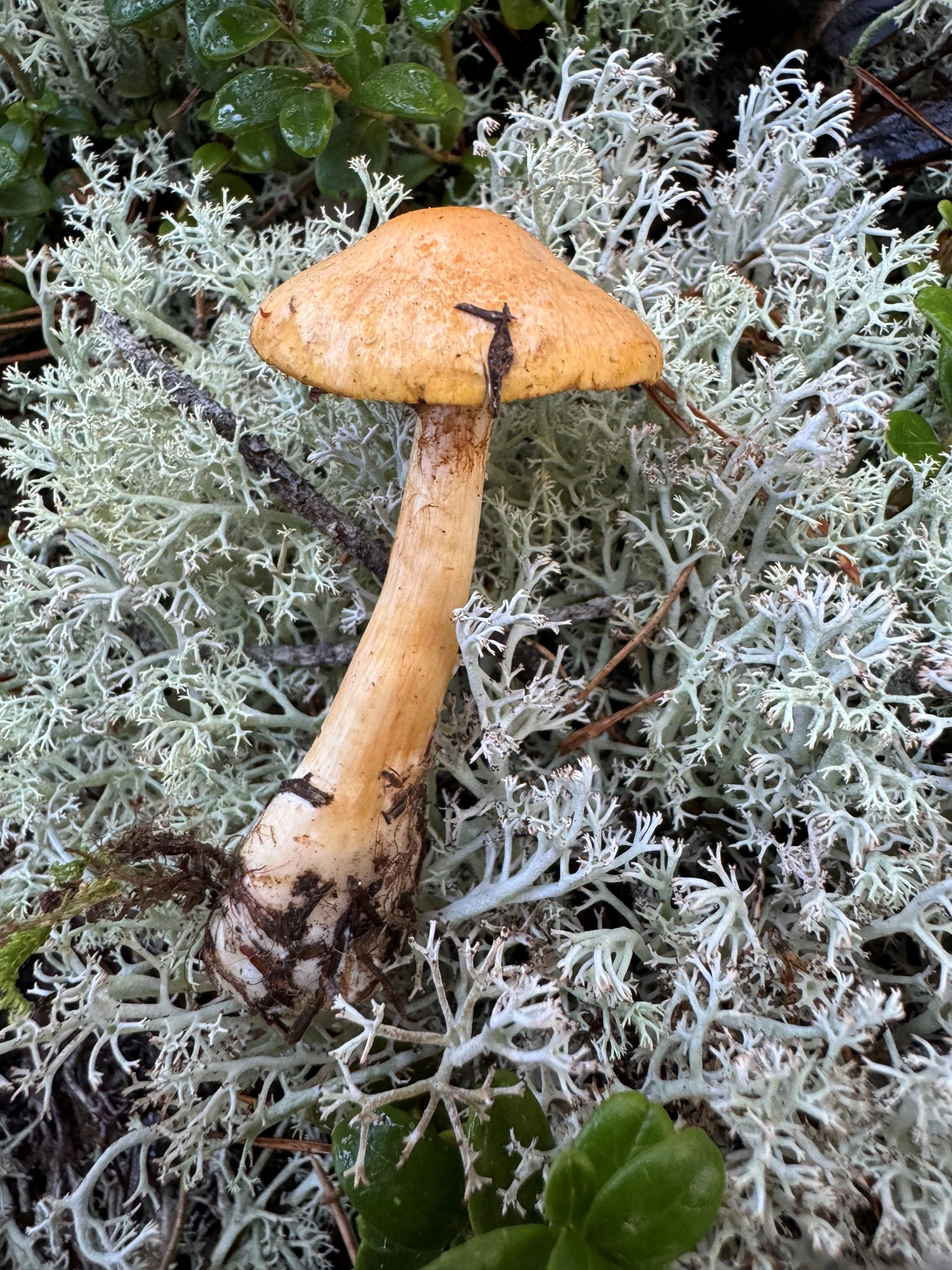 : Cortinarius pinophilus.