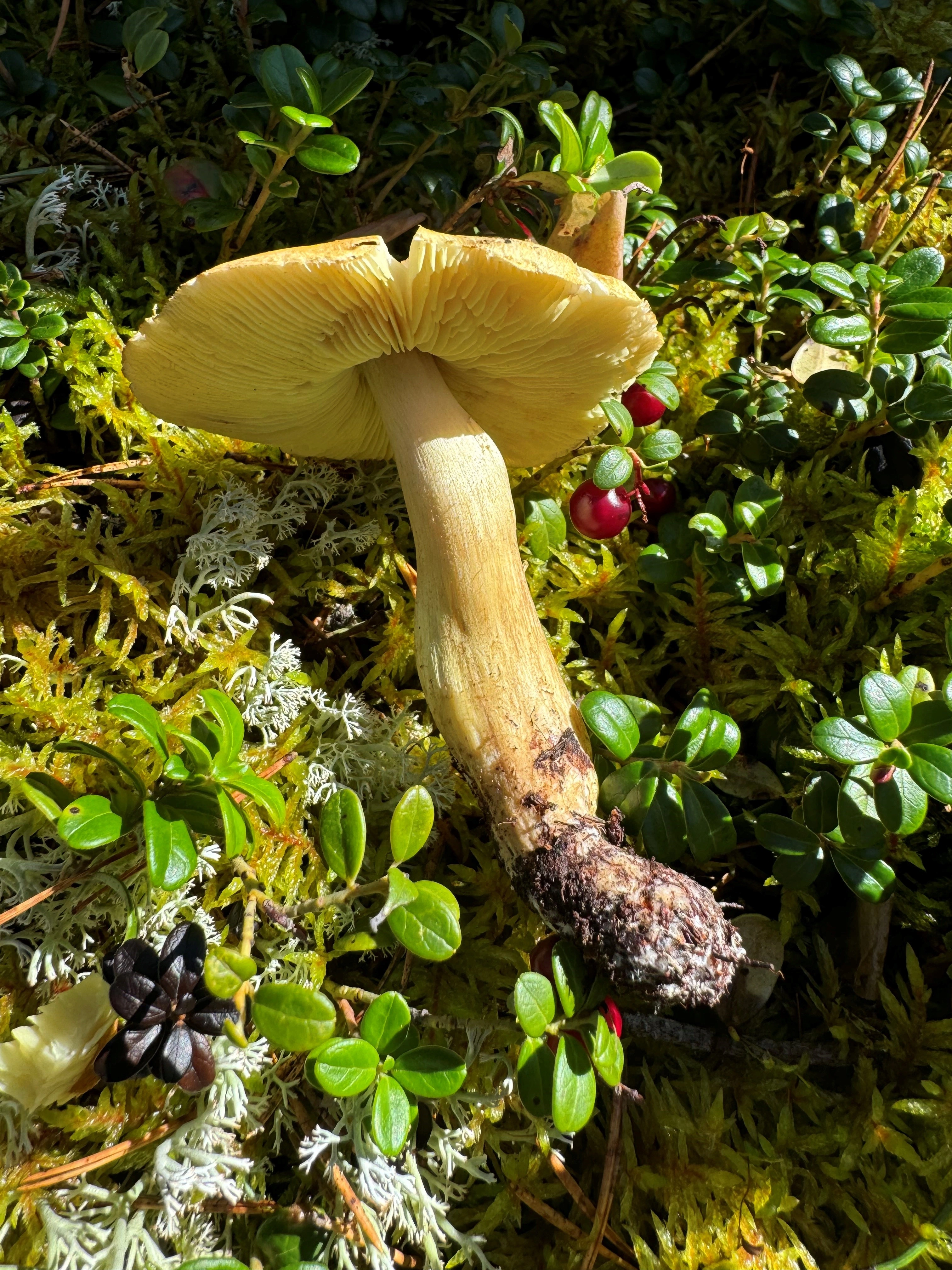 : Tricholoma aestuans.