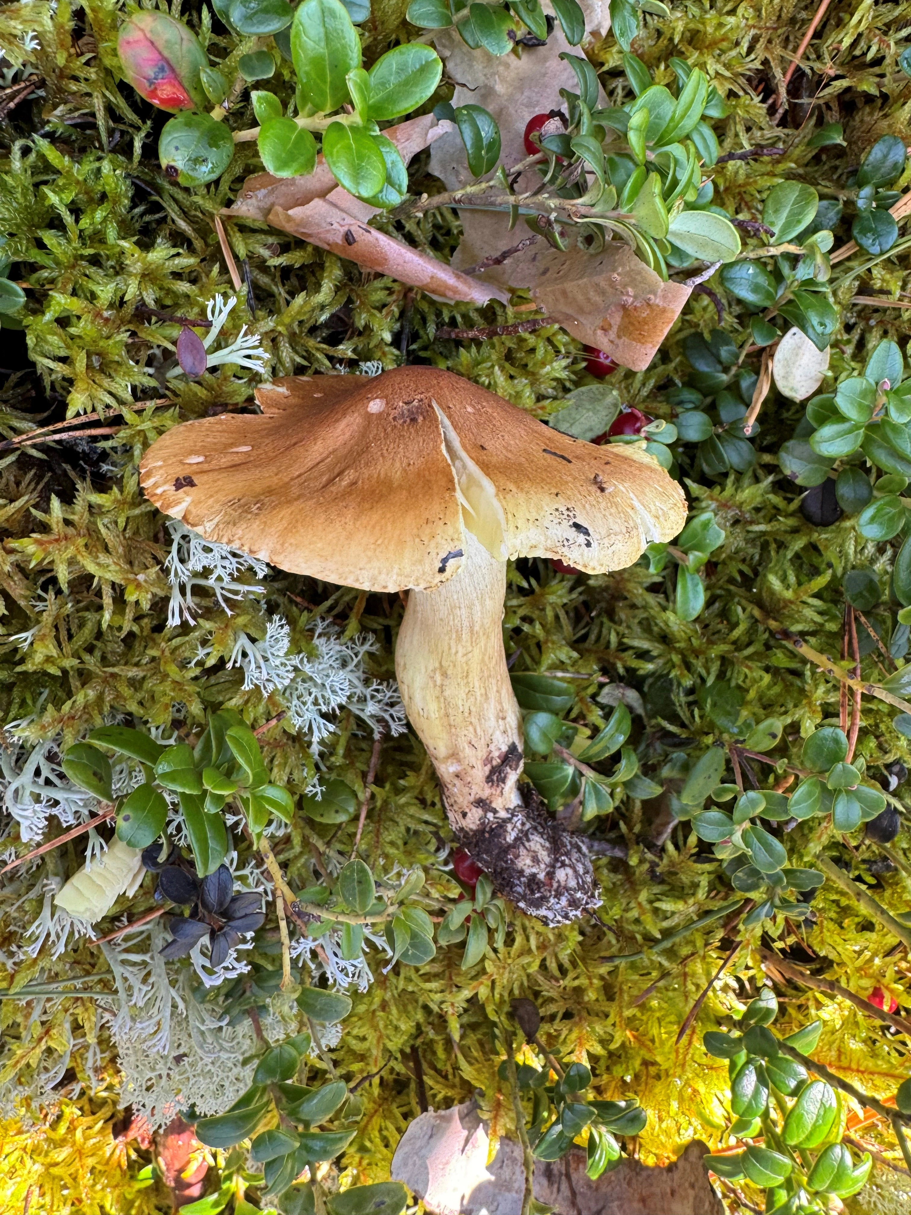 : Tricholoma aestuans.