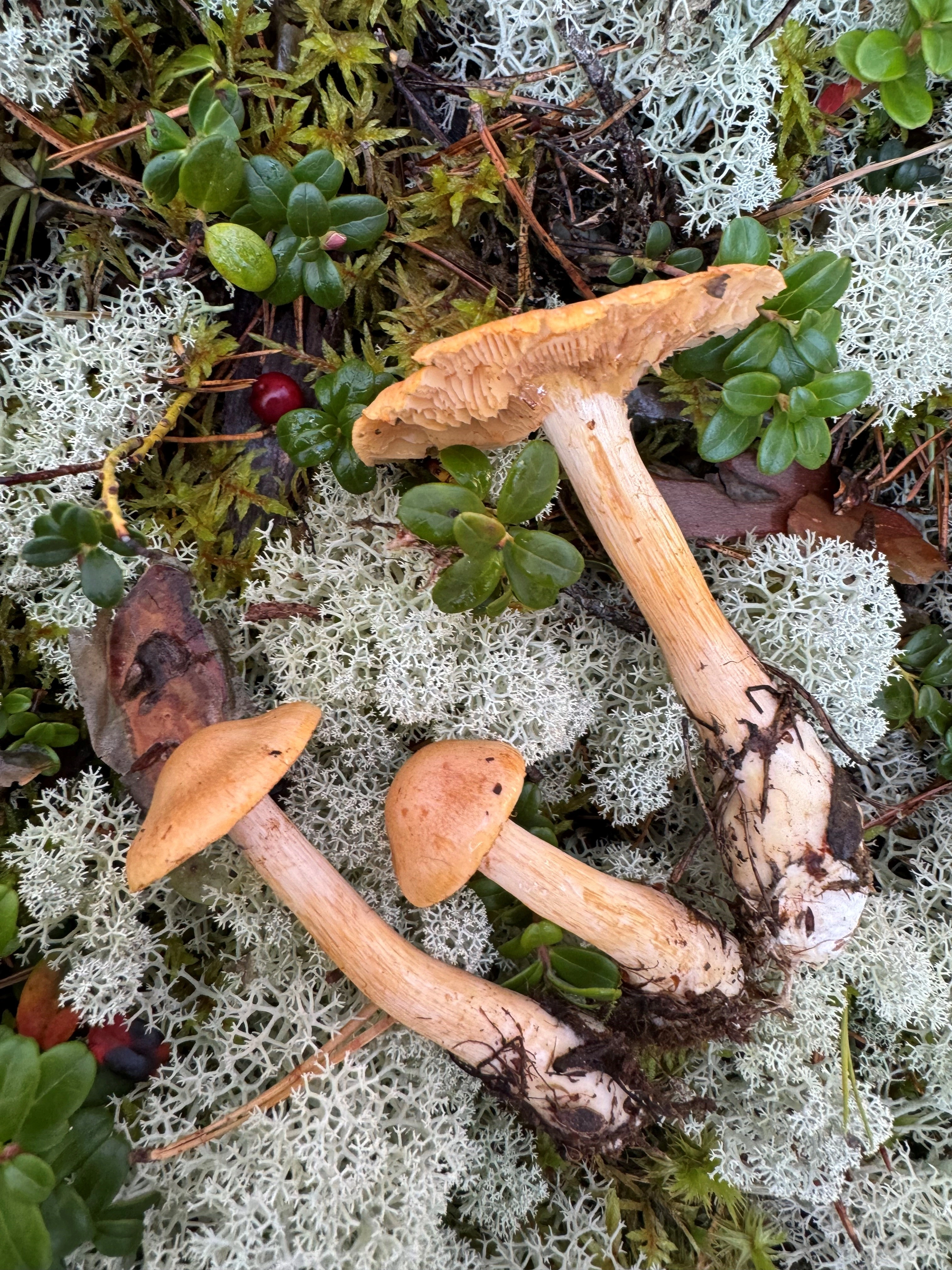 : Cortinarius pinophilus.