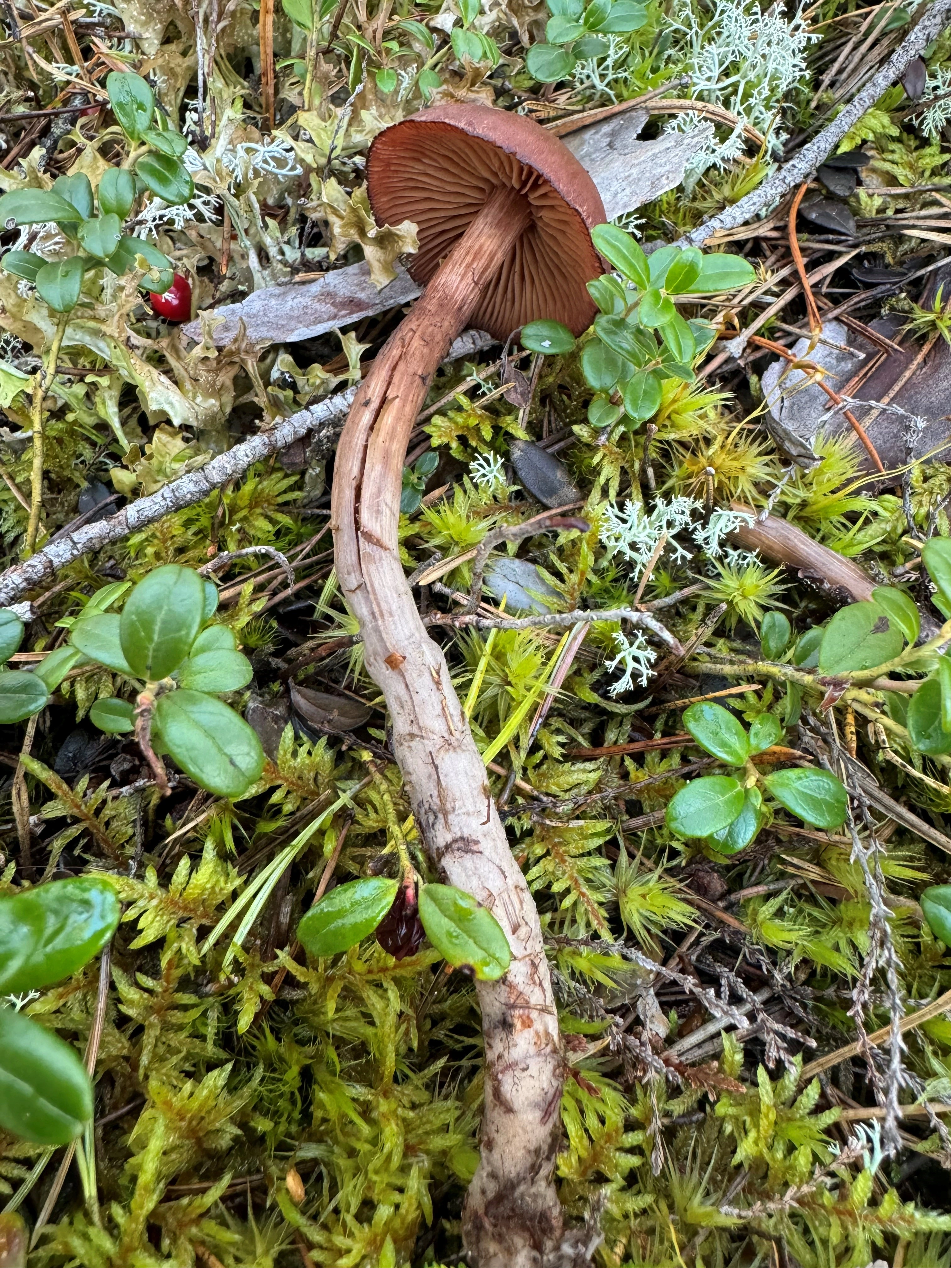 : Cortinarius glandicolor.