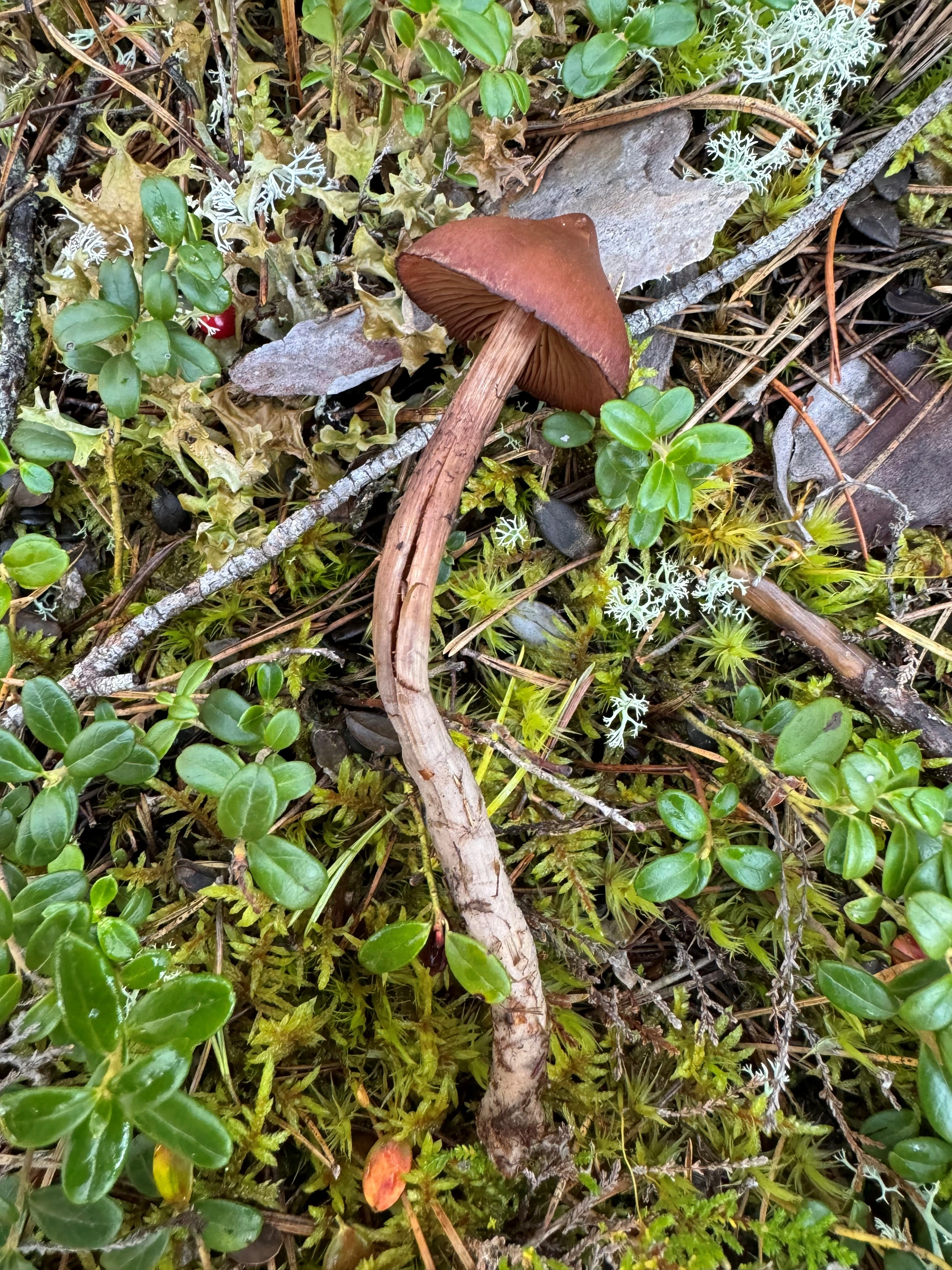 : Cortinarius glandicolor.