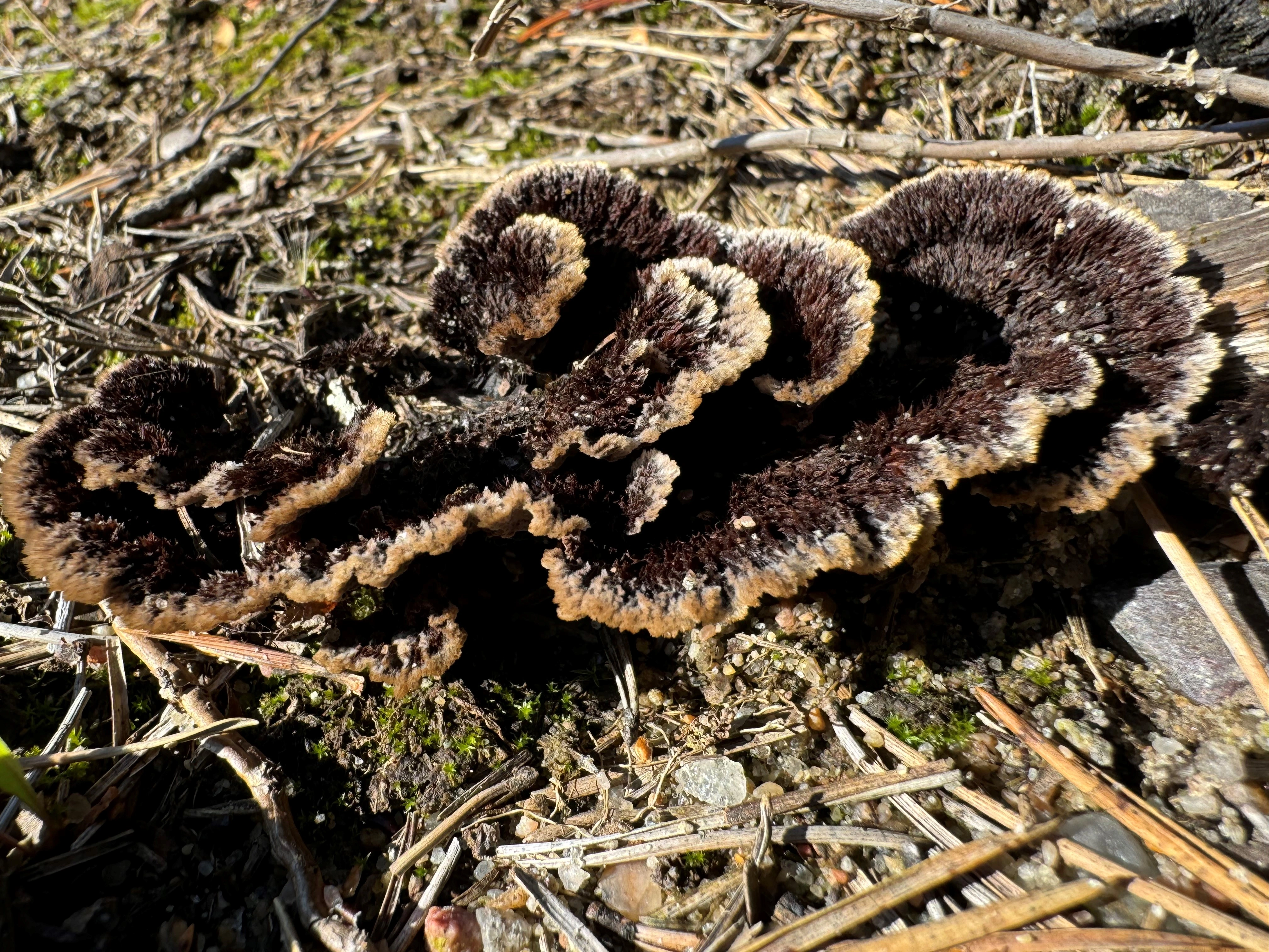 : Thelephora terrestris.