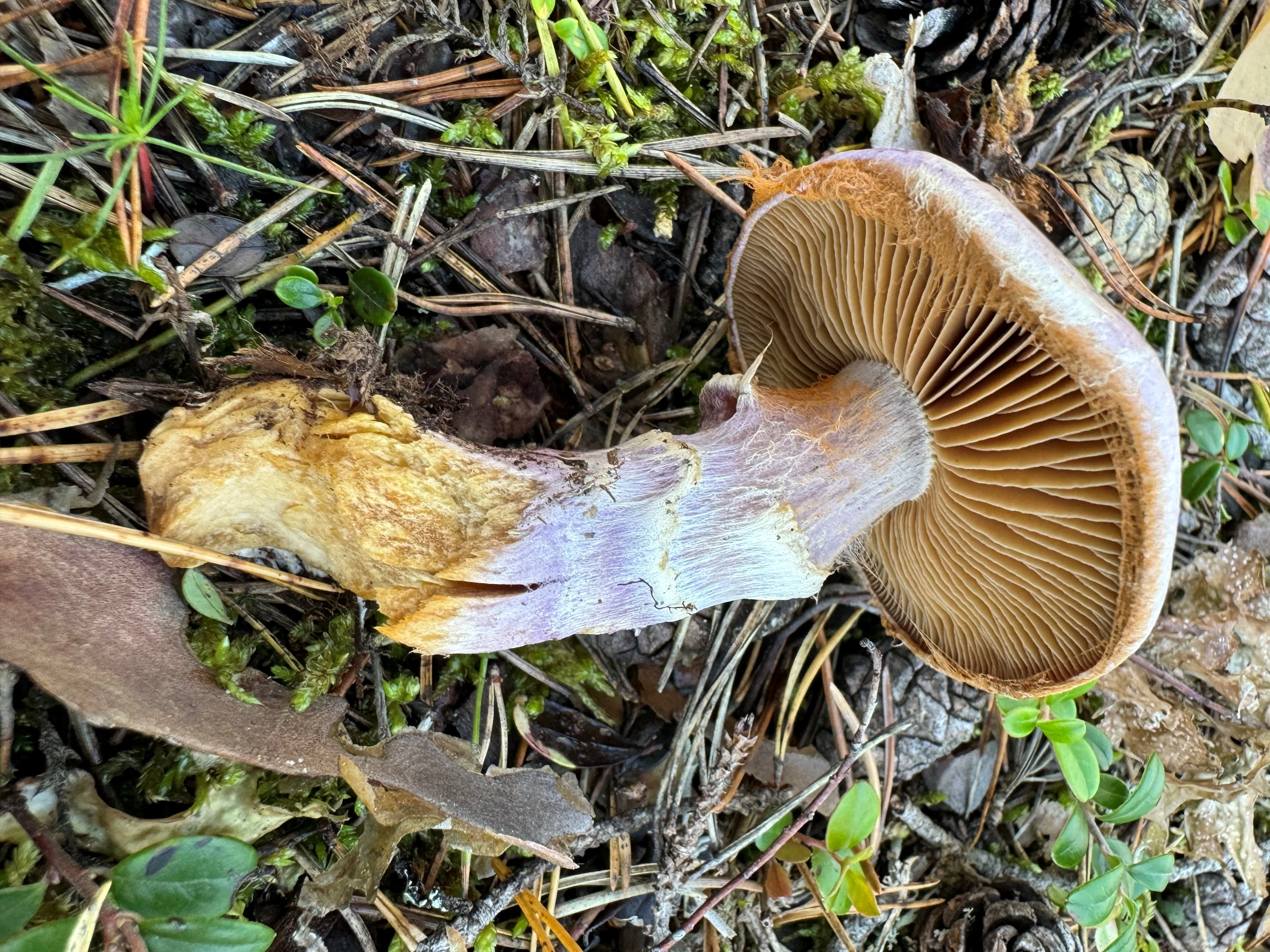 : Cortinarius traganus.