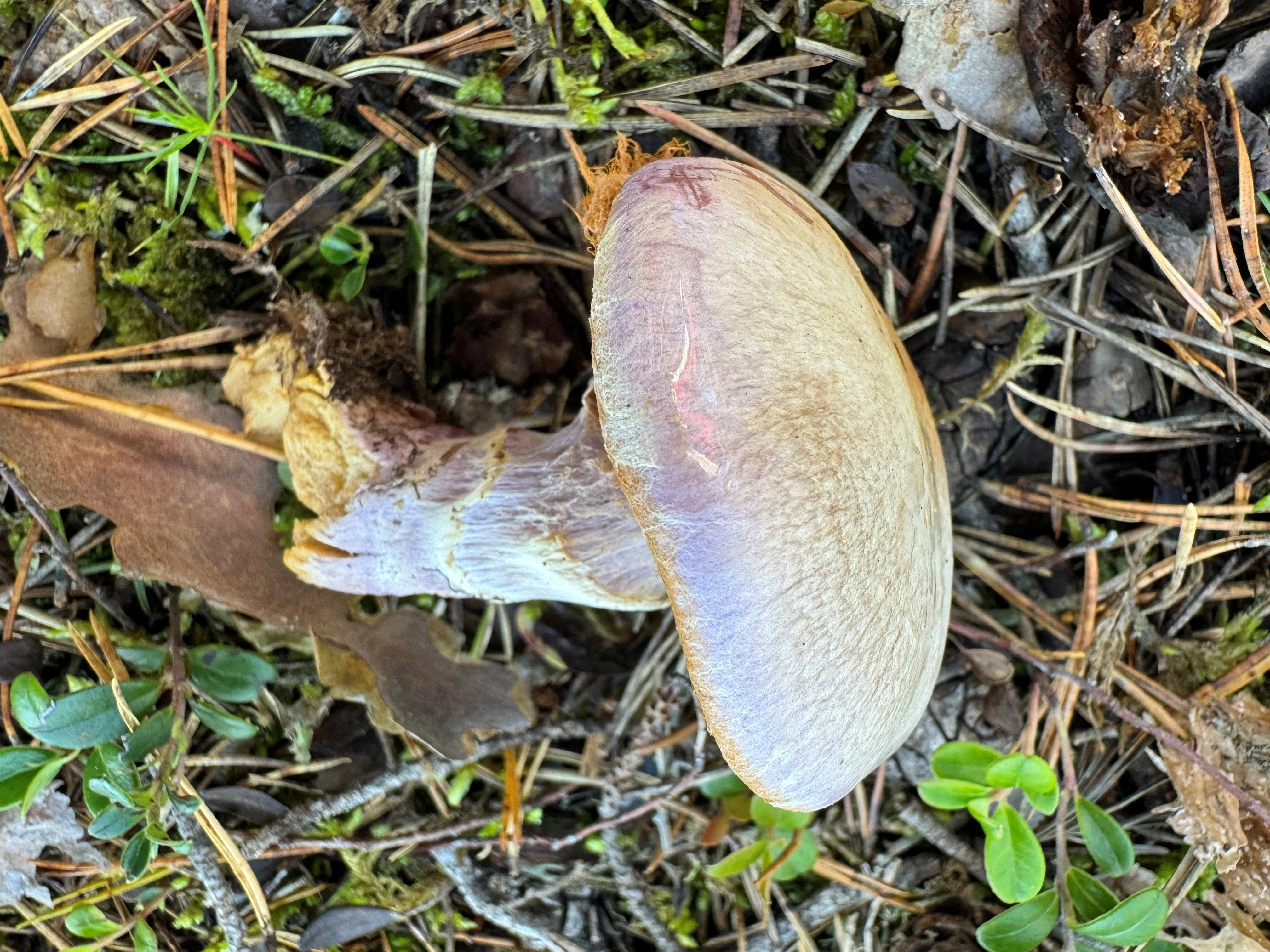 : Cortinarius traganus.