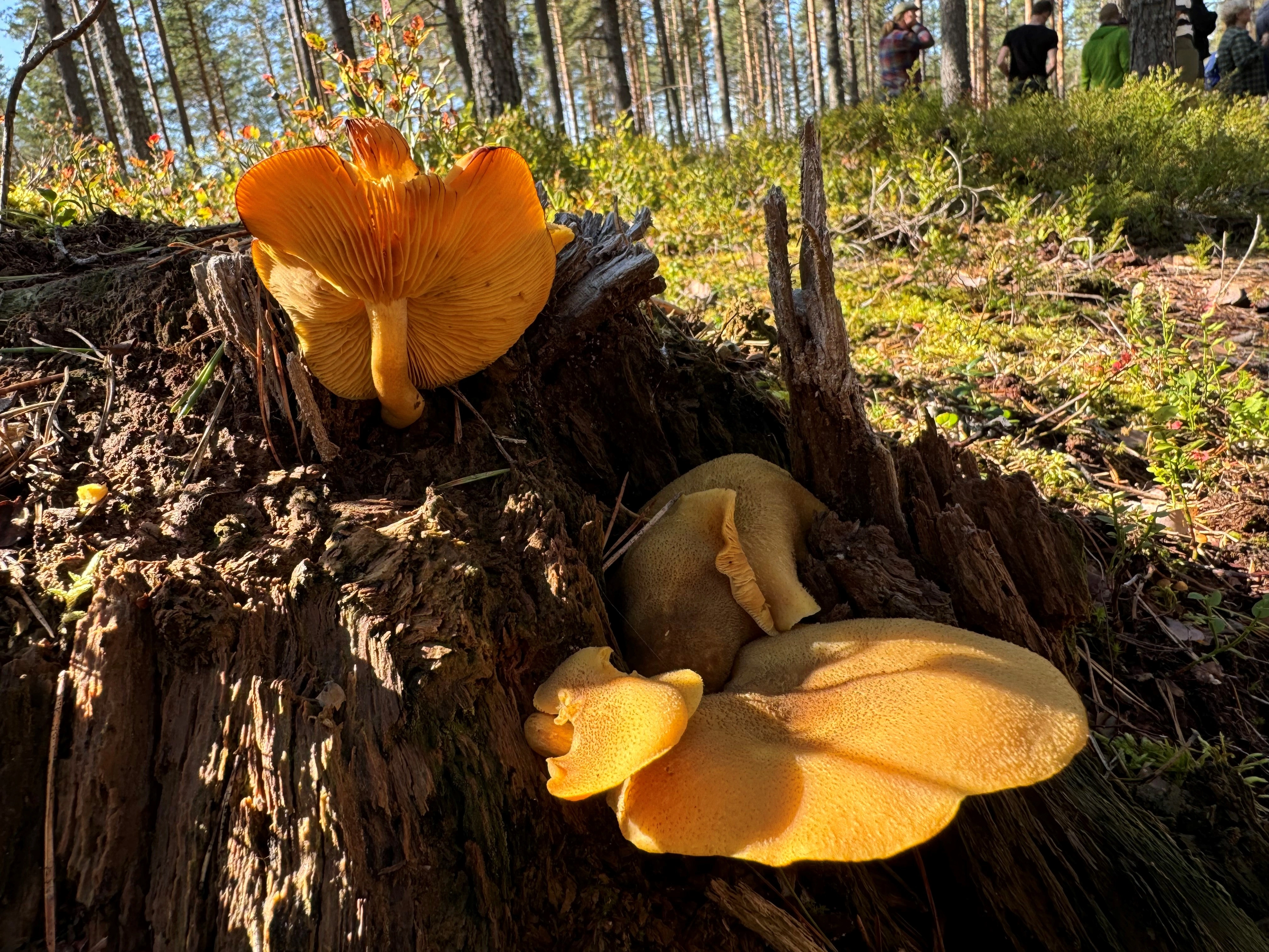 : Tricholomopsis decora.