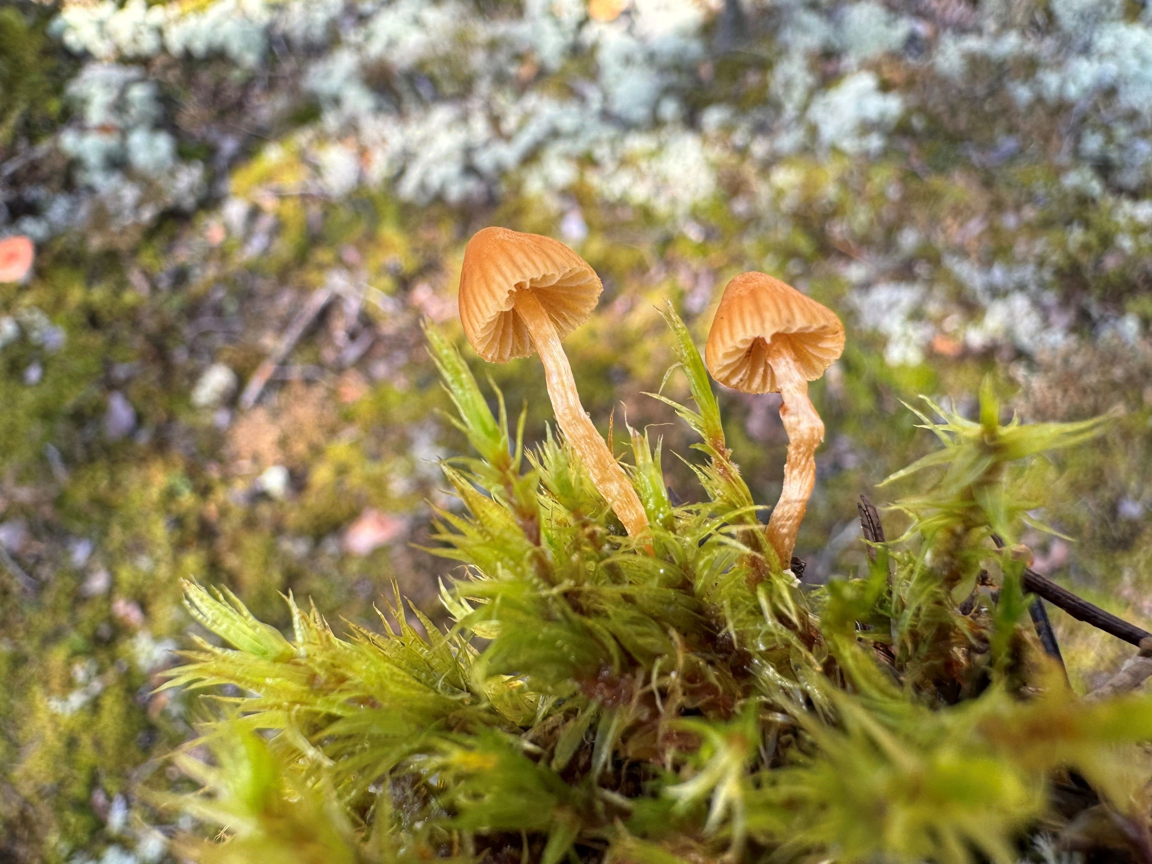 : Galerina.