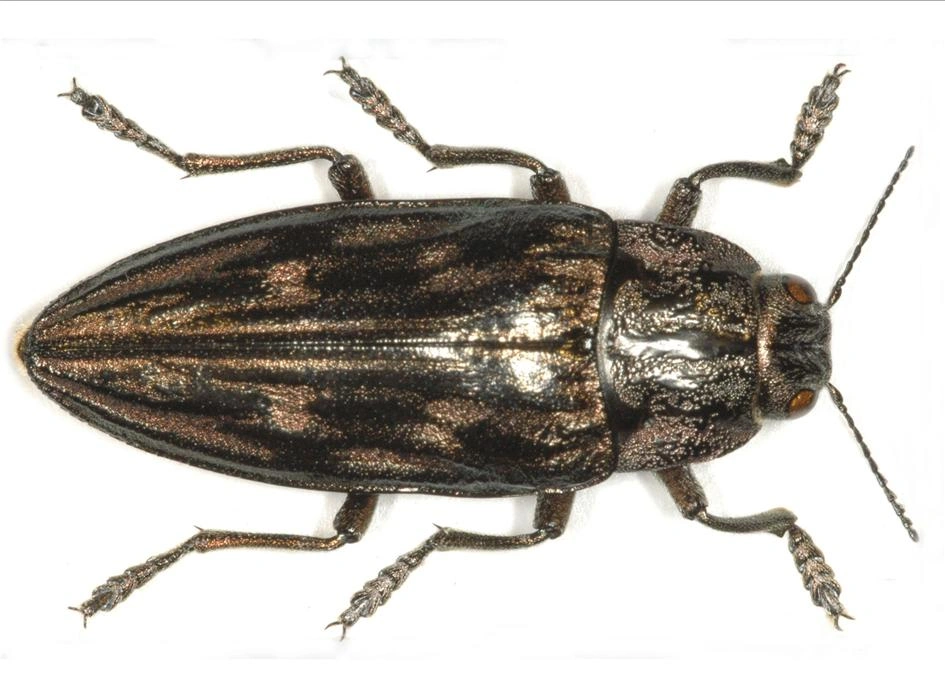 : Chalcophora mariana.