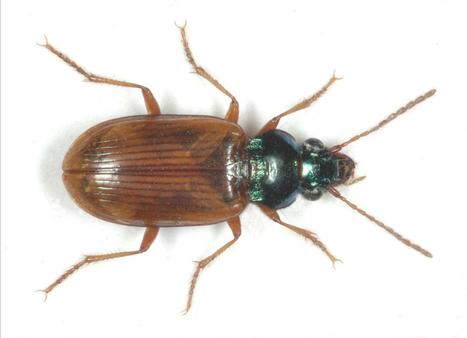 : Pogonus luridipennis.