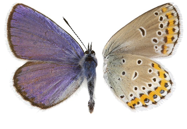 : Plebejus argyrognomon.