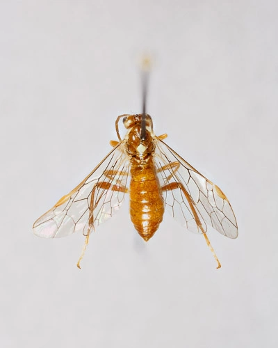 : Tenthredopsis auriculata.