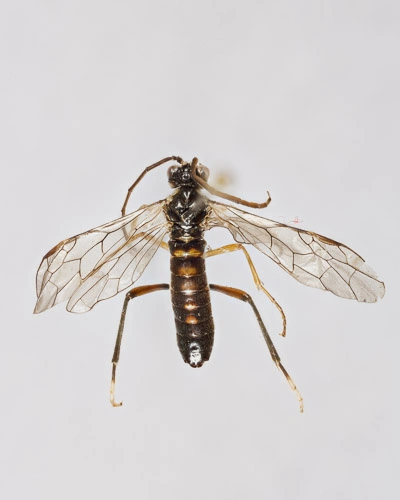 : Tenthredopsis auriculata.