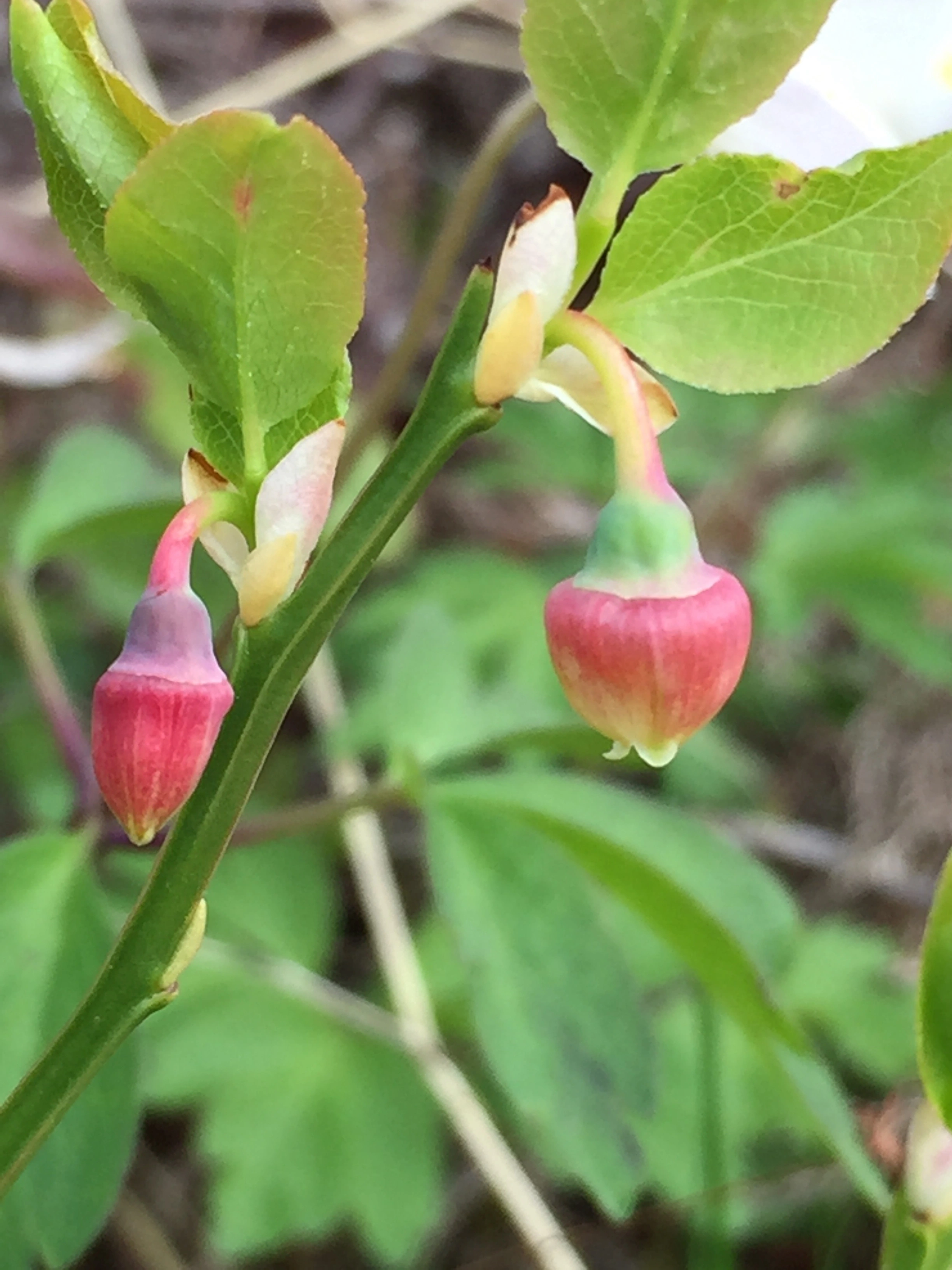 : Vaccinium myrtillus.