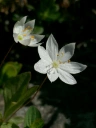 : Lysimachia europaea.