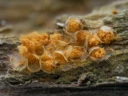 : Hemitrichia abietina.