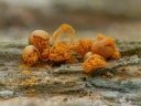 : Hemitrichia abietina.