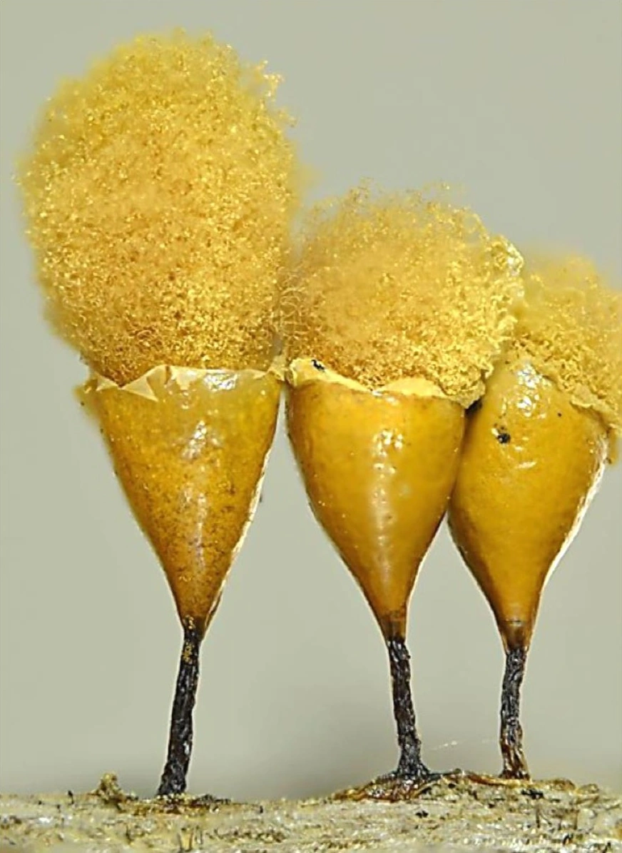 : Hemitrichia calyculata.