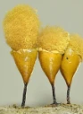 : Hemitrichia calyculata.