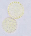 : Hemitrichia calyculata.