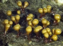 : Hemitrichia clavata.