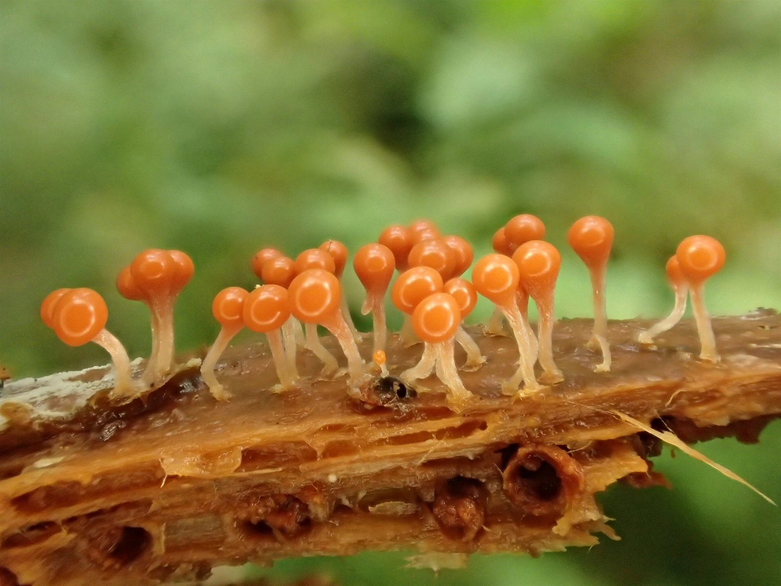 : Hemitrichia decipiens.