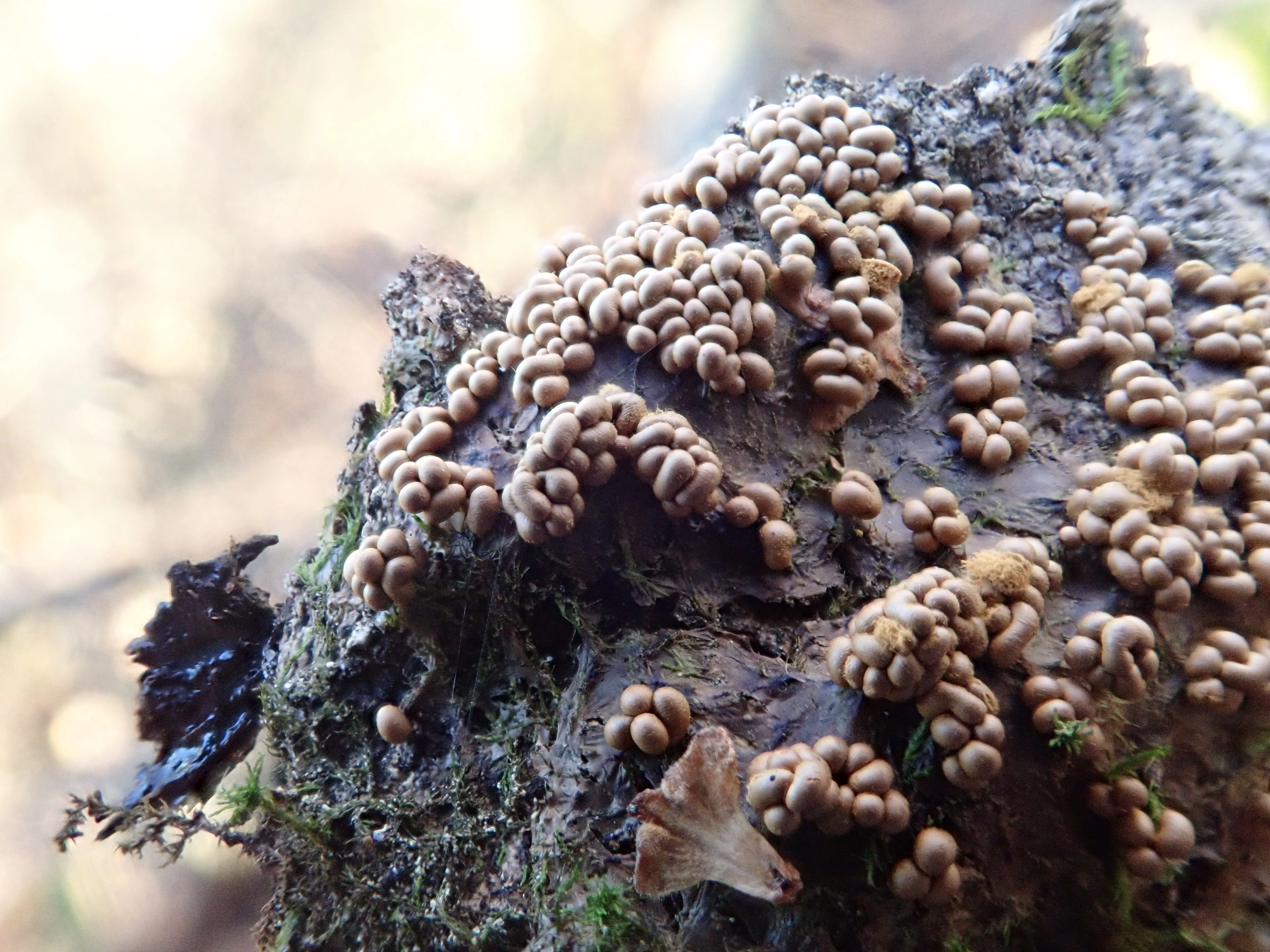 : Hemitrichia karstenii.