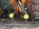 : Hemitrichia leiotricha.