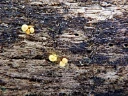 : Hemitrichia lutescens.