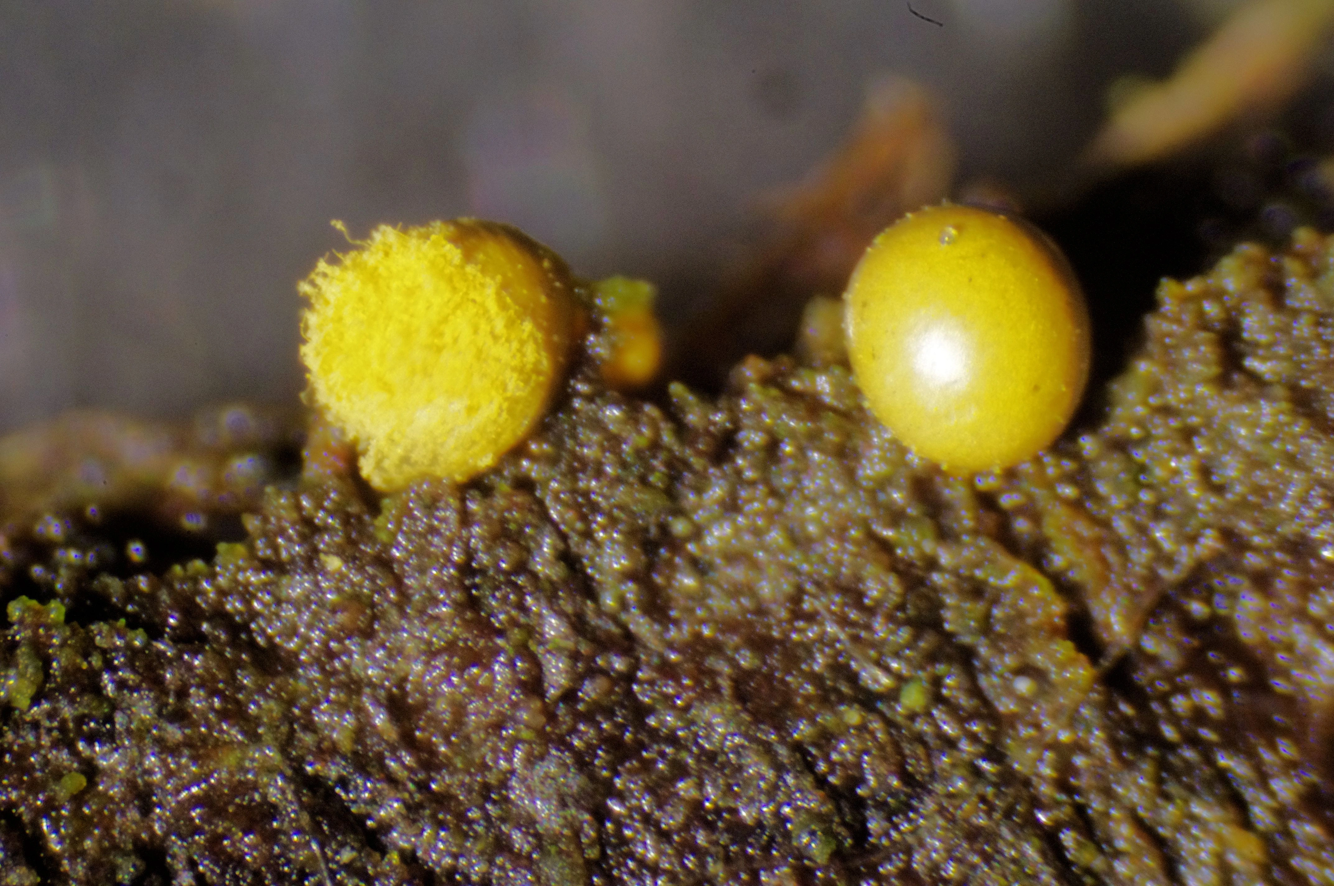 : Hemitrichia lutescens.