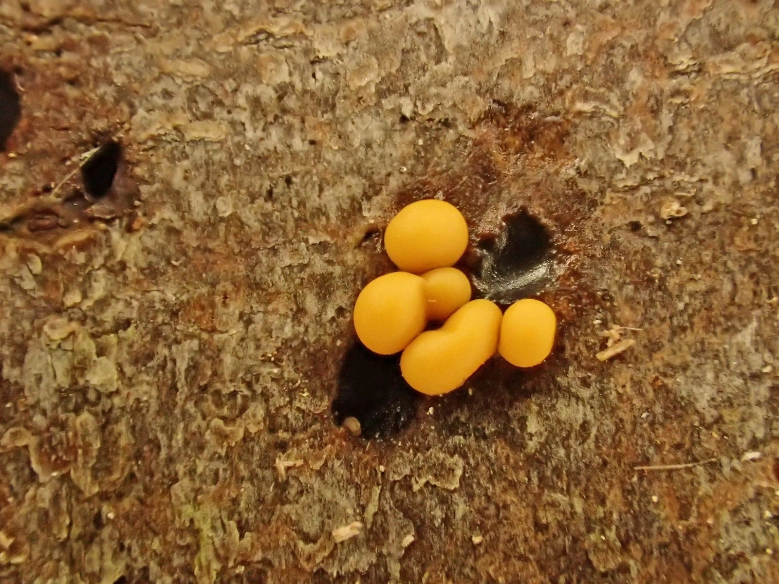 : Hemitrichia lutescens.