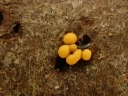 : Hemitrichia lutescens.