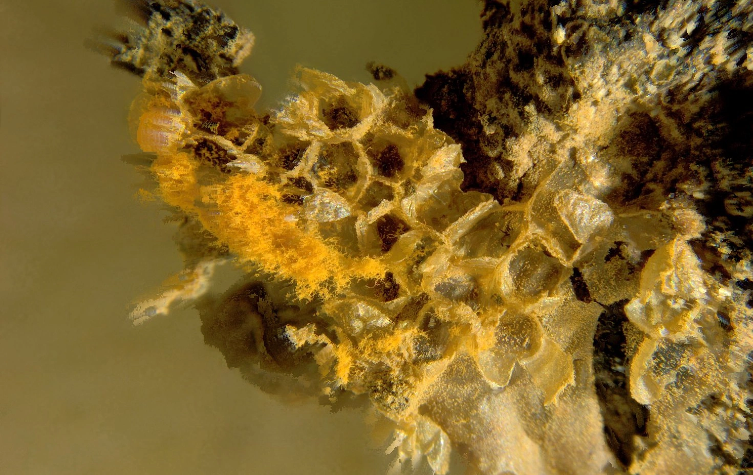 : Hemitrichia montana.