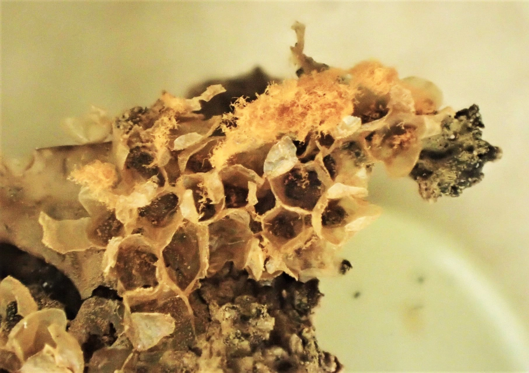 : Hemitrichia montana.