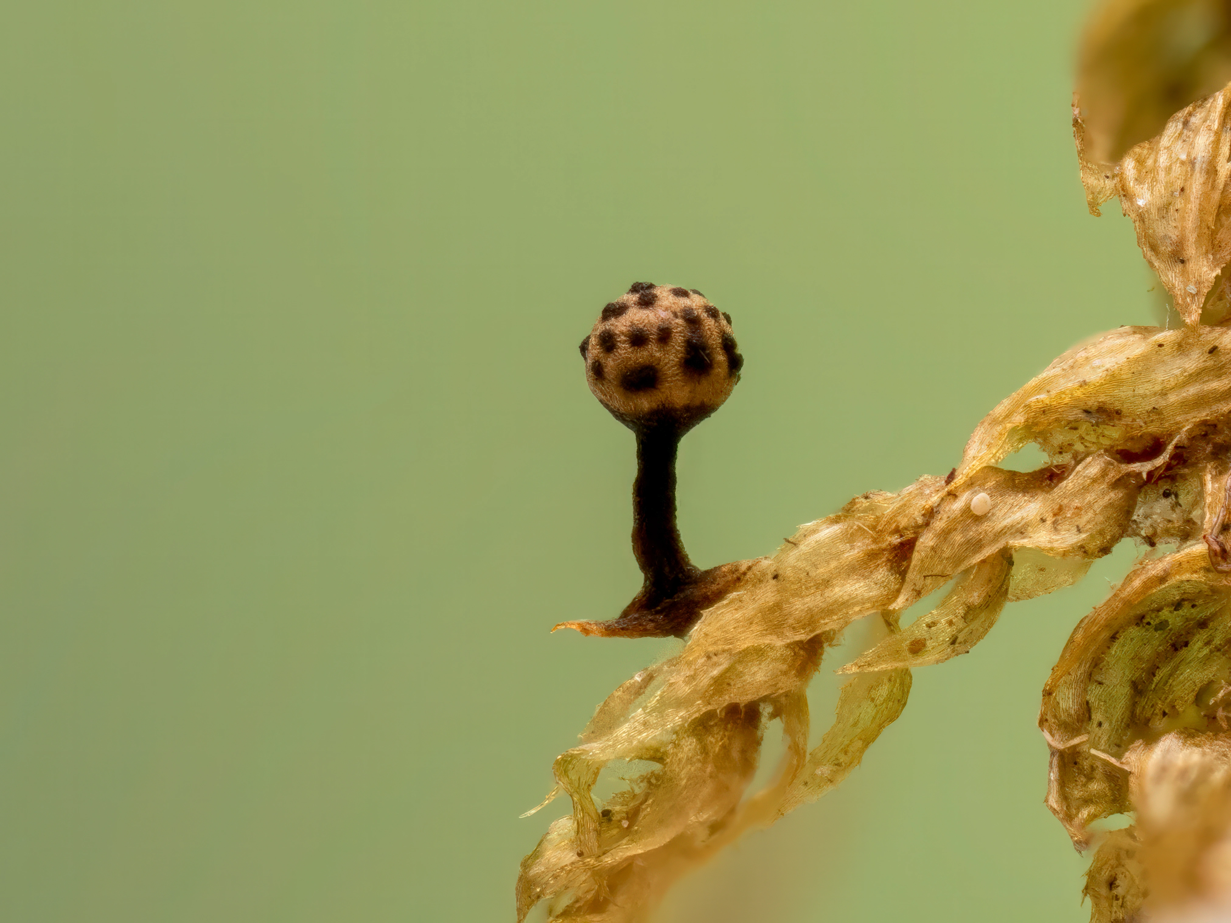 : Hemitrichia pardina.