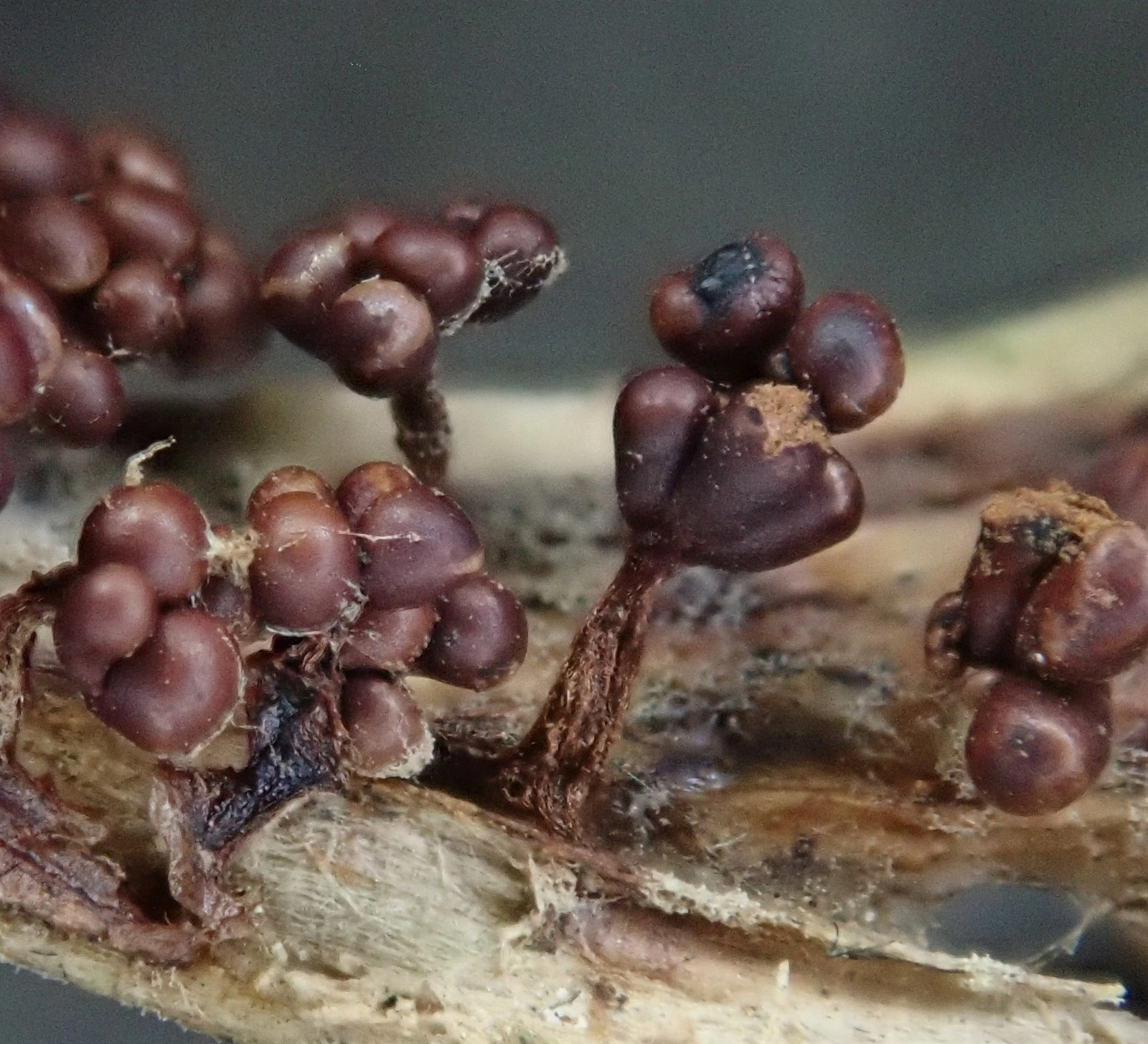 : Metatrichia floriformis.