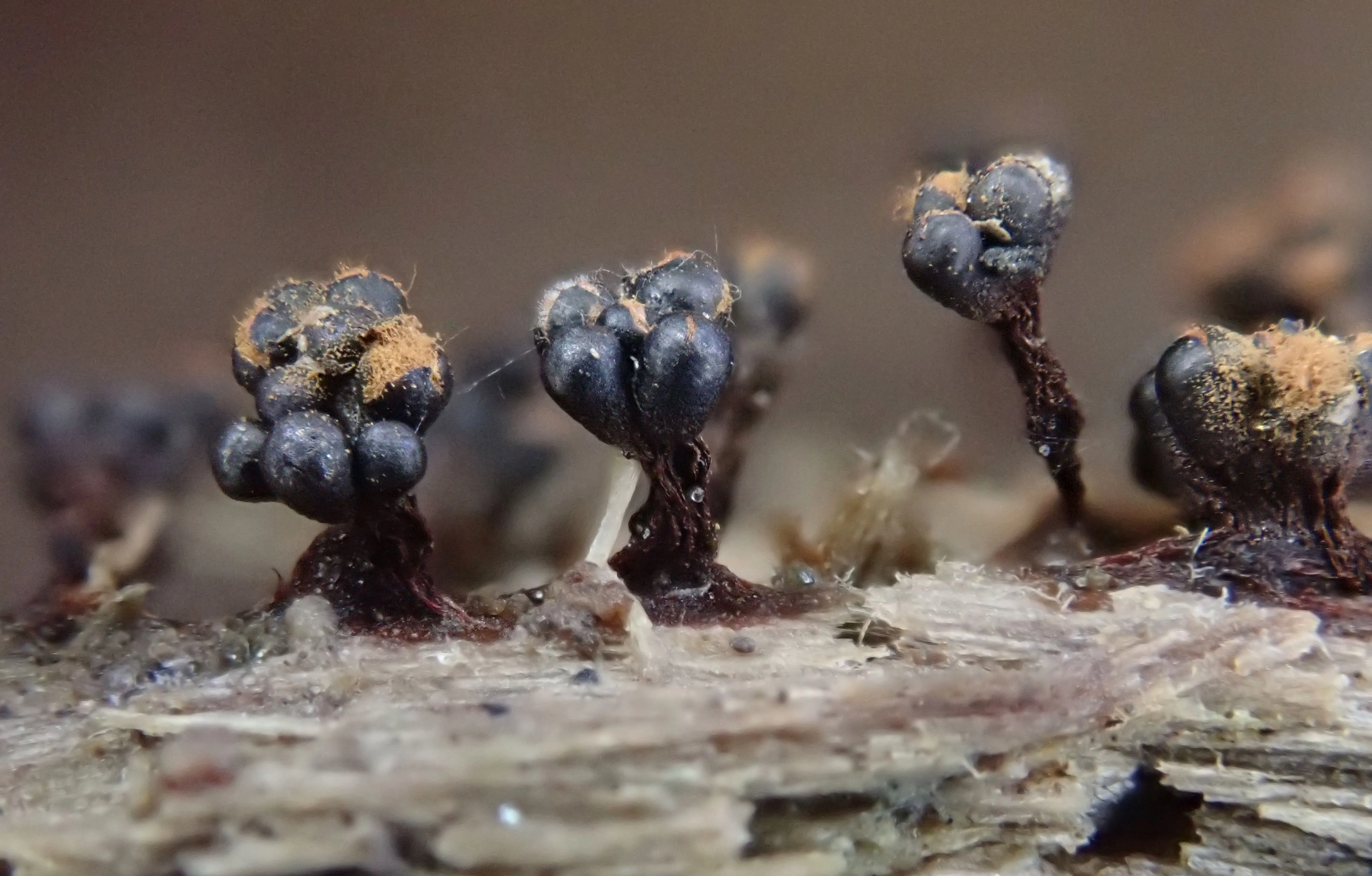 : Metatrichia floriformis.