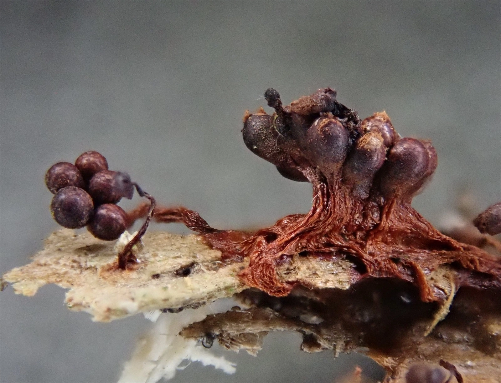 : Metatrichia floriformis.