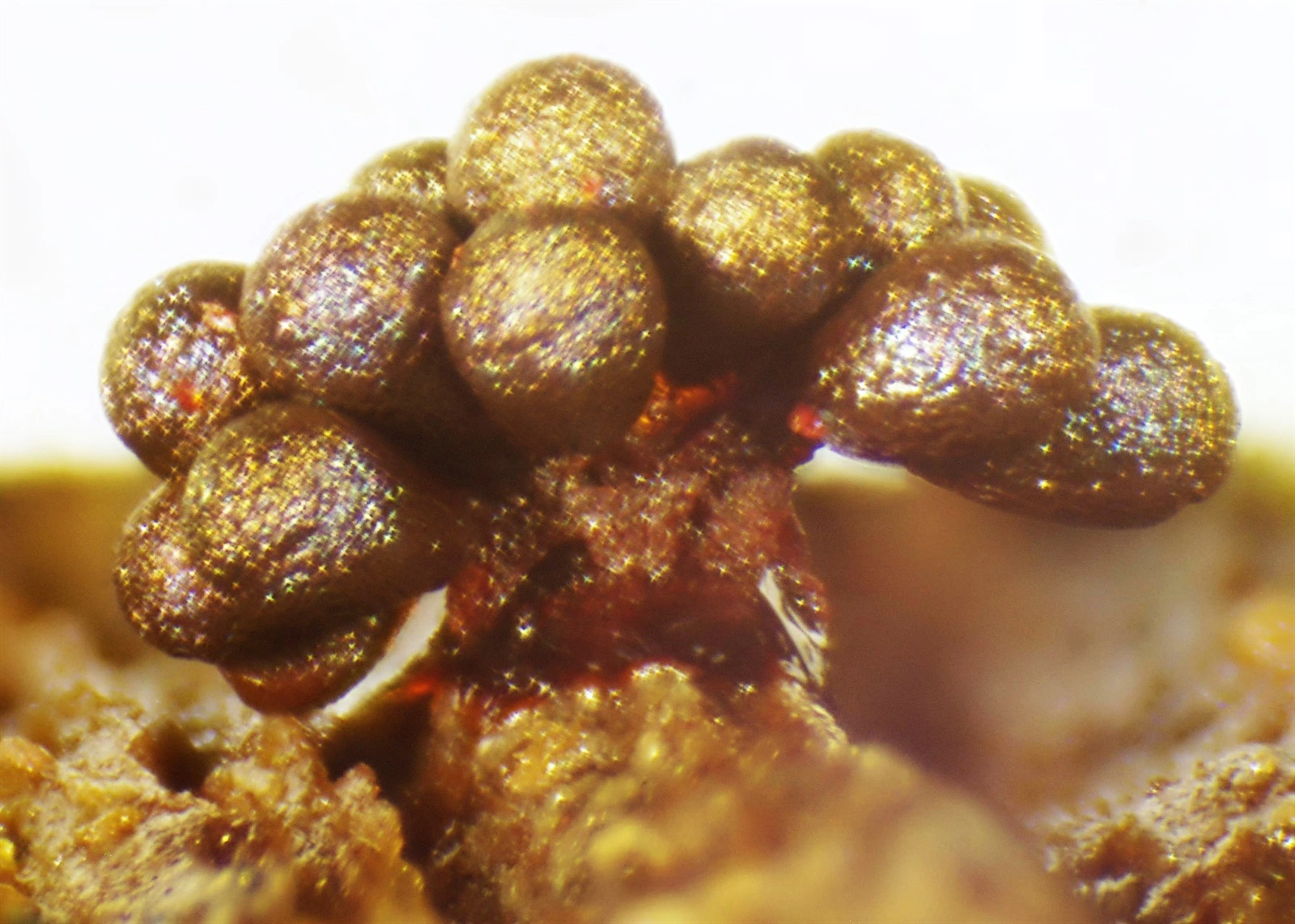 : Metatrichia horrida.