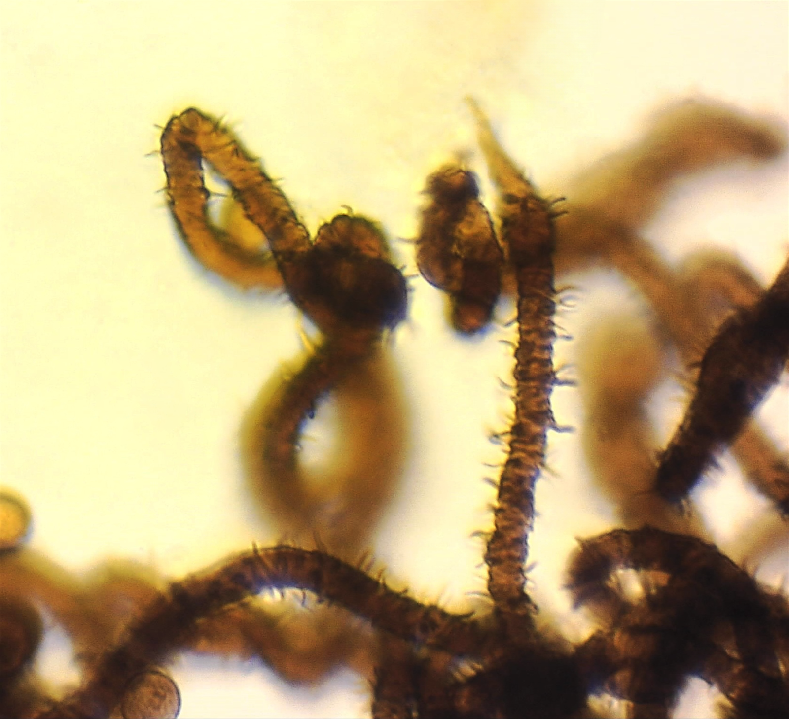 : Metatrichia horrida.