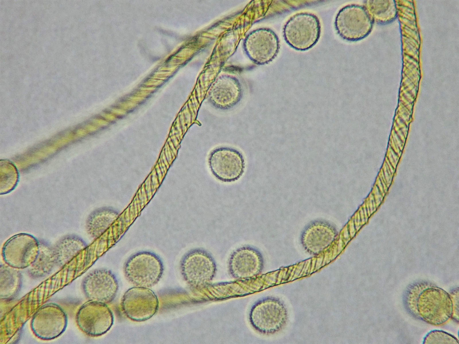 : Oligonema fulvum.