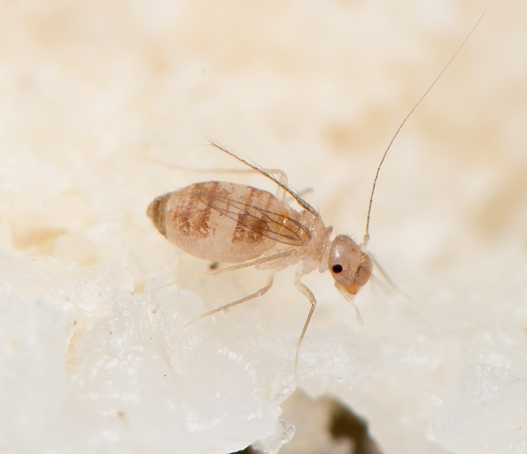 : Psocoptera. : Dorypteryx domestica.