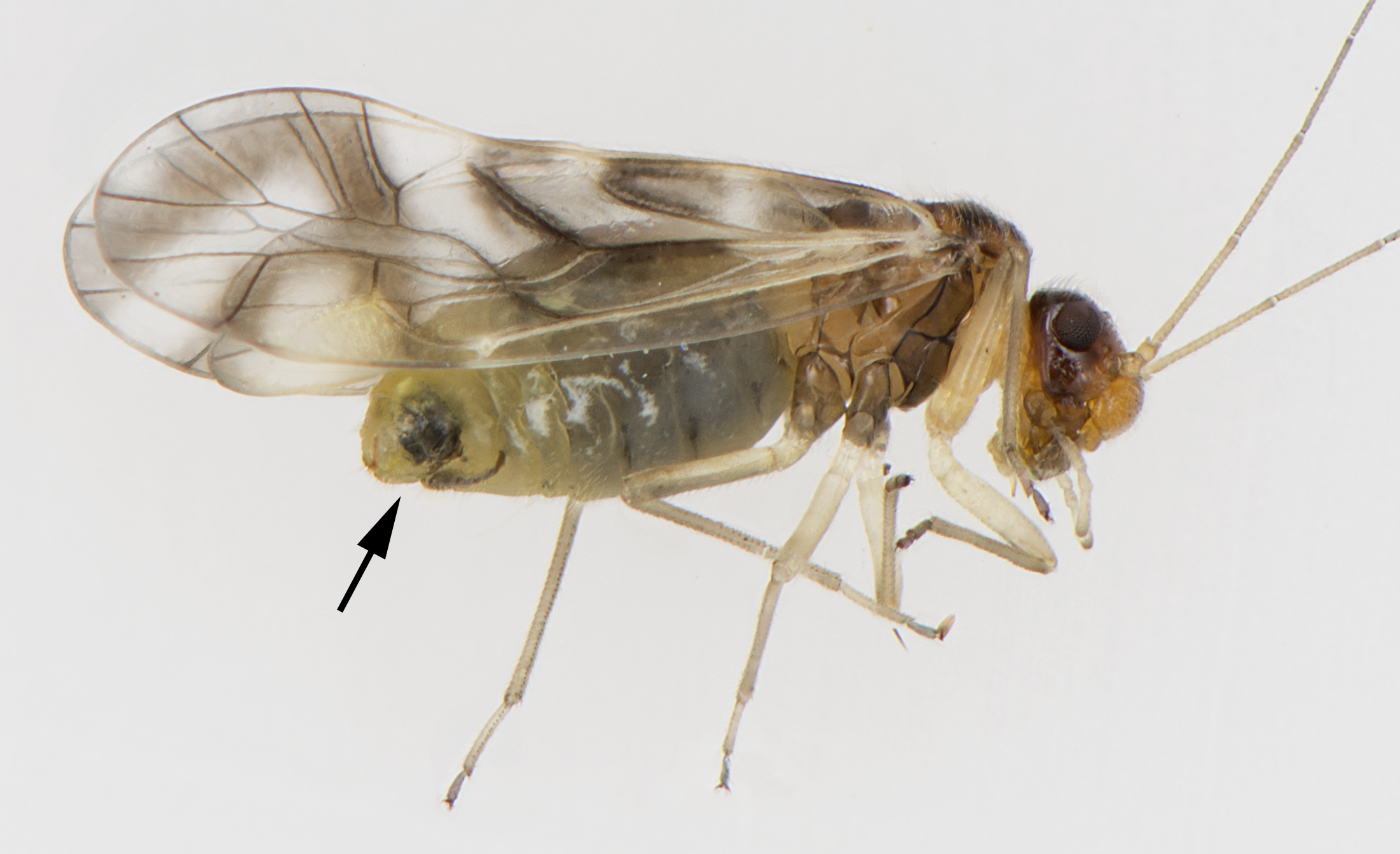 : Psocoptera. : Graphopsocus cruciatus.