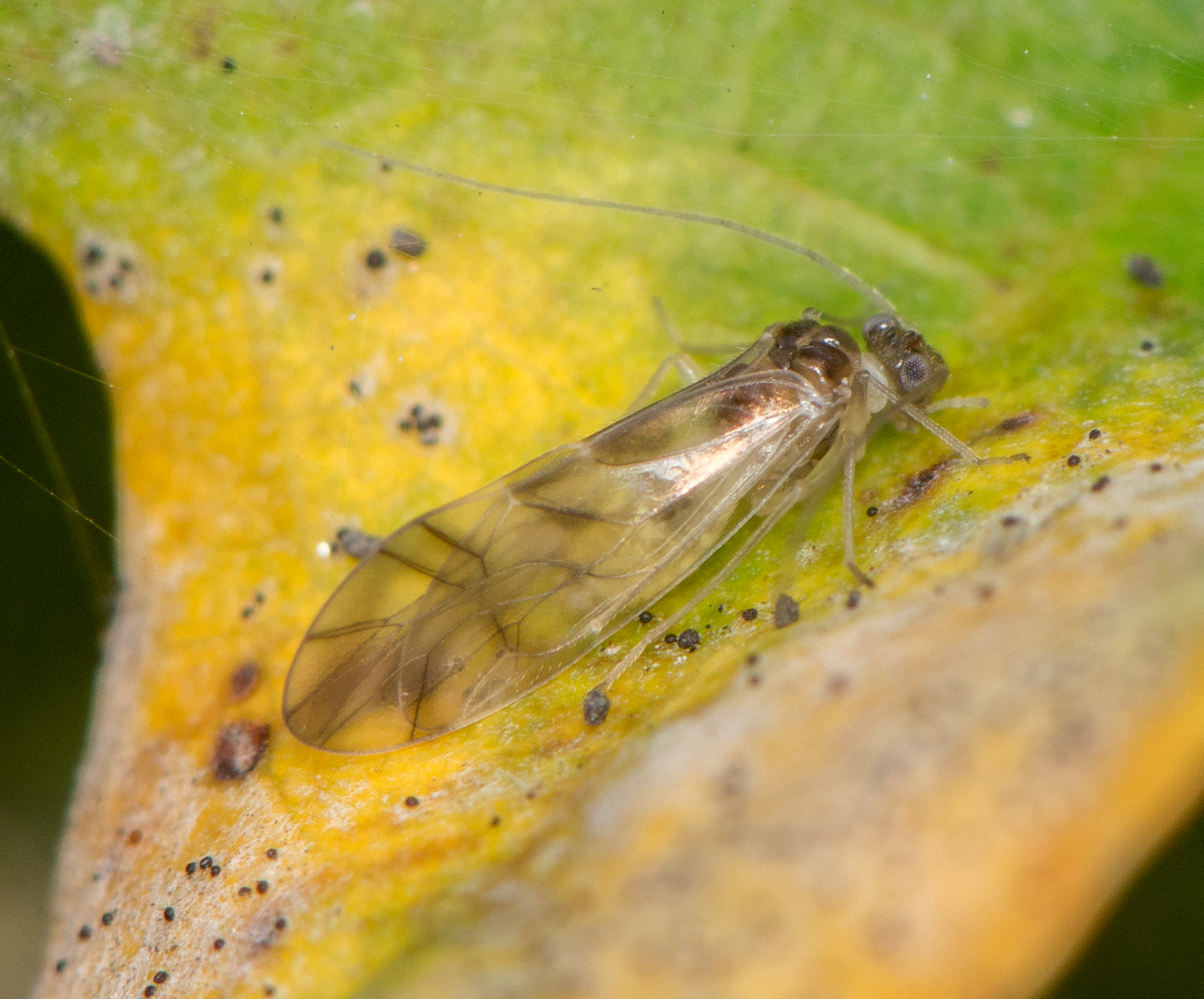 : Psocoptera. : Graphopsocus cruciatus.