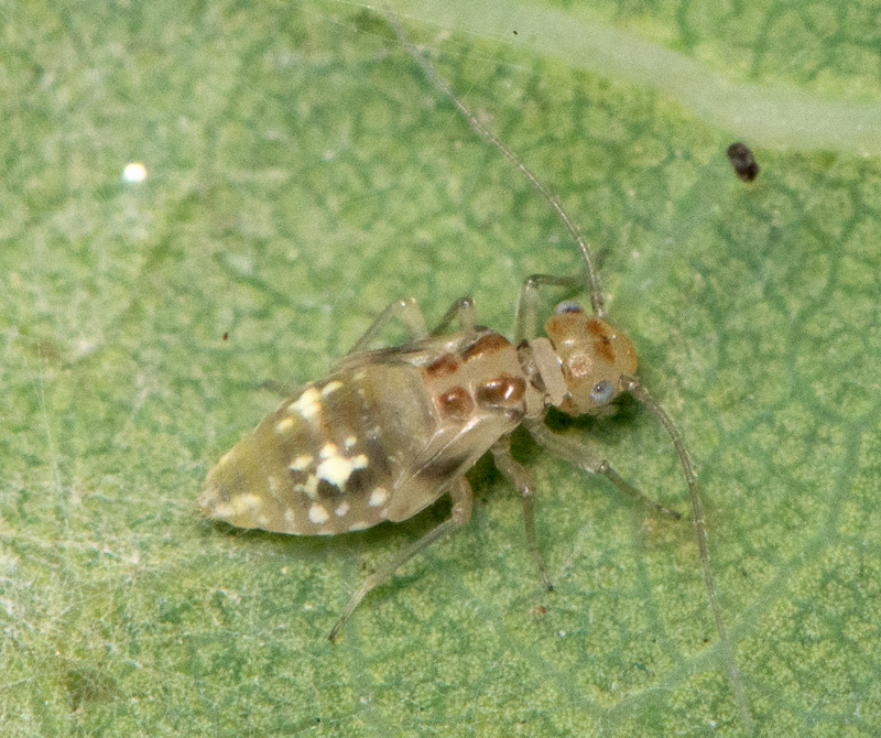 : Psocoptera. : Graphopsocus cruciatus.