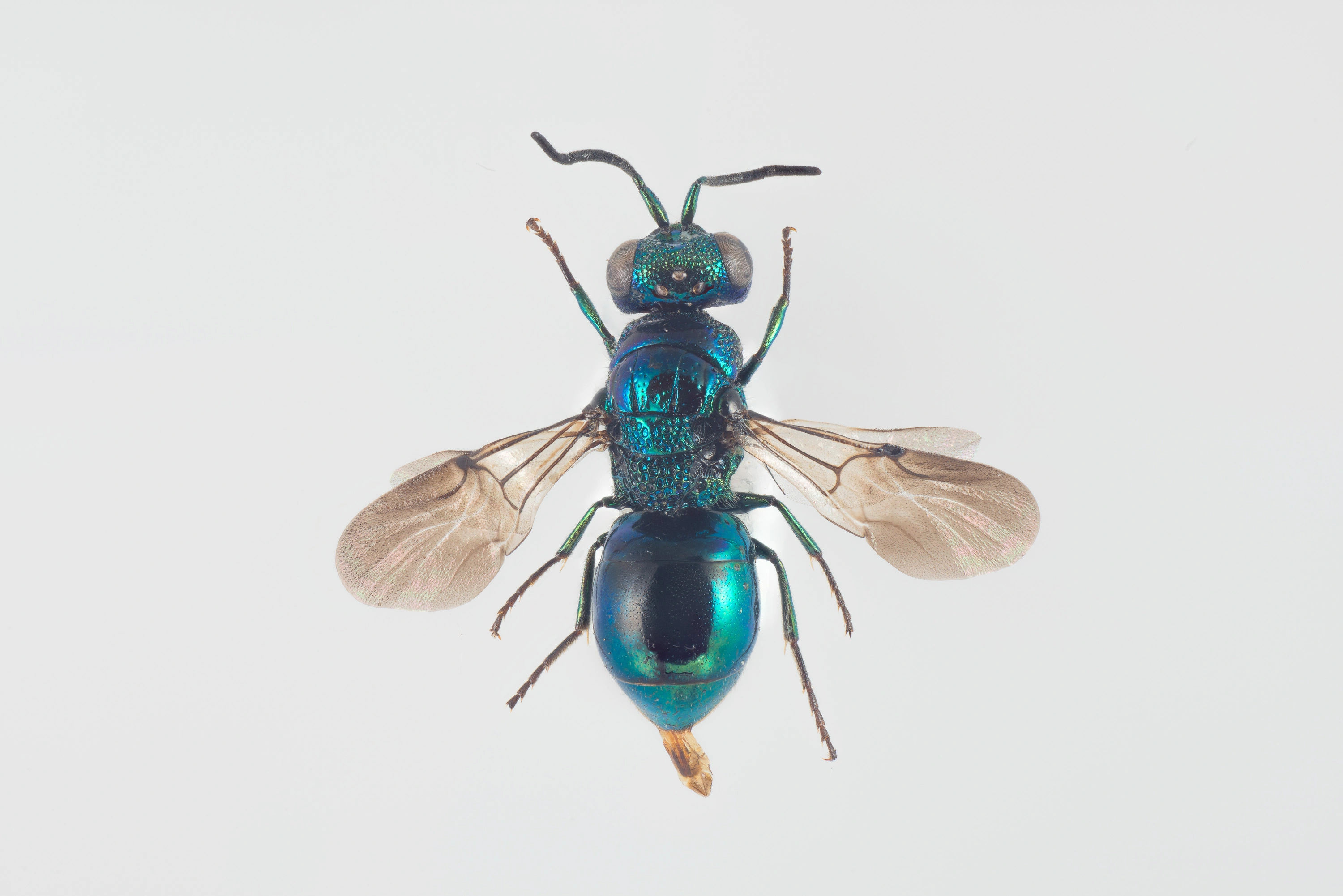 : Omalus puncticollis.