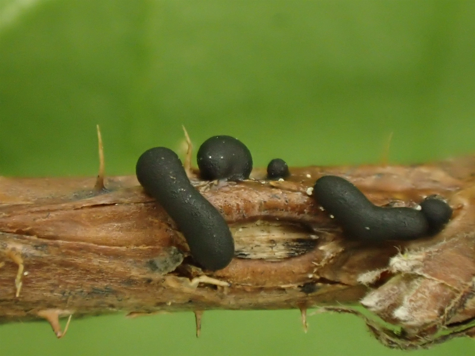 : Trichia alpina.