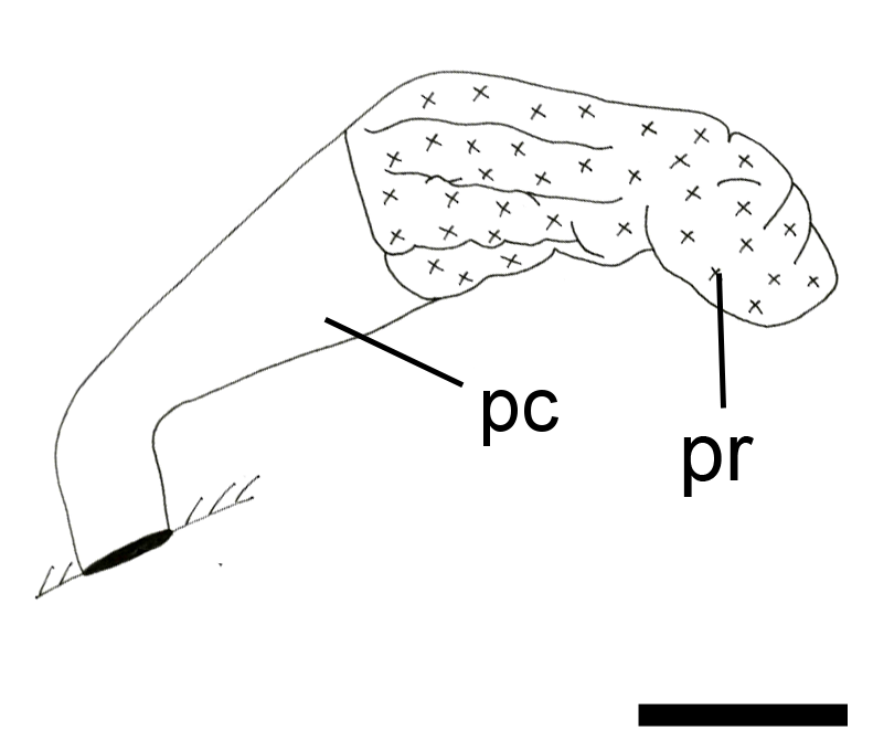 : Cylichna alba.